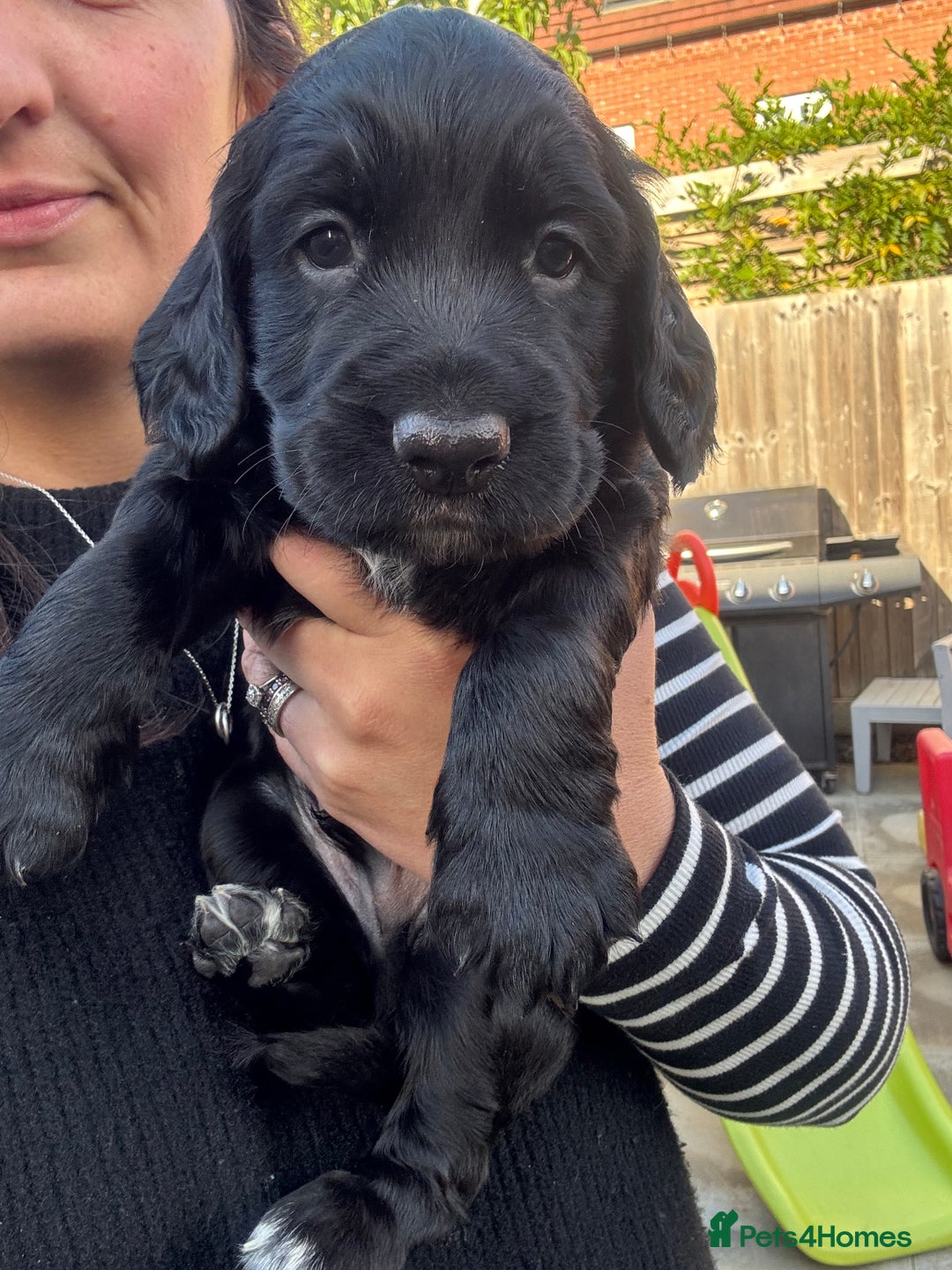 Sprocker dogs for sale: Sprocker Puppies x2 Male - Image 3