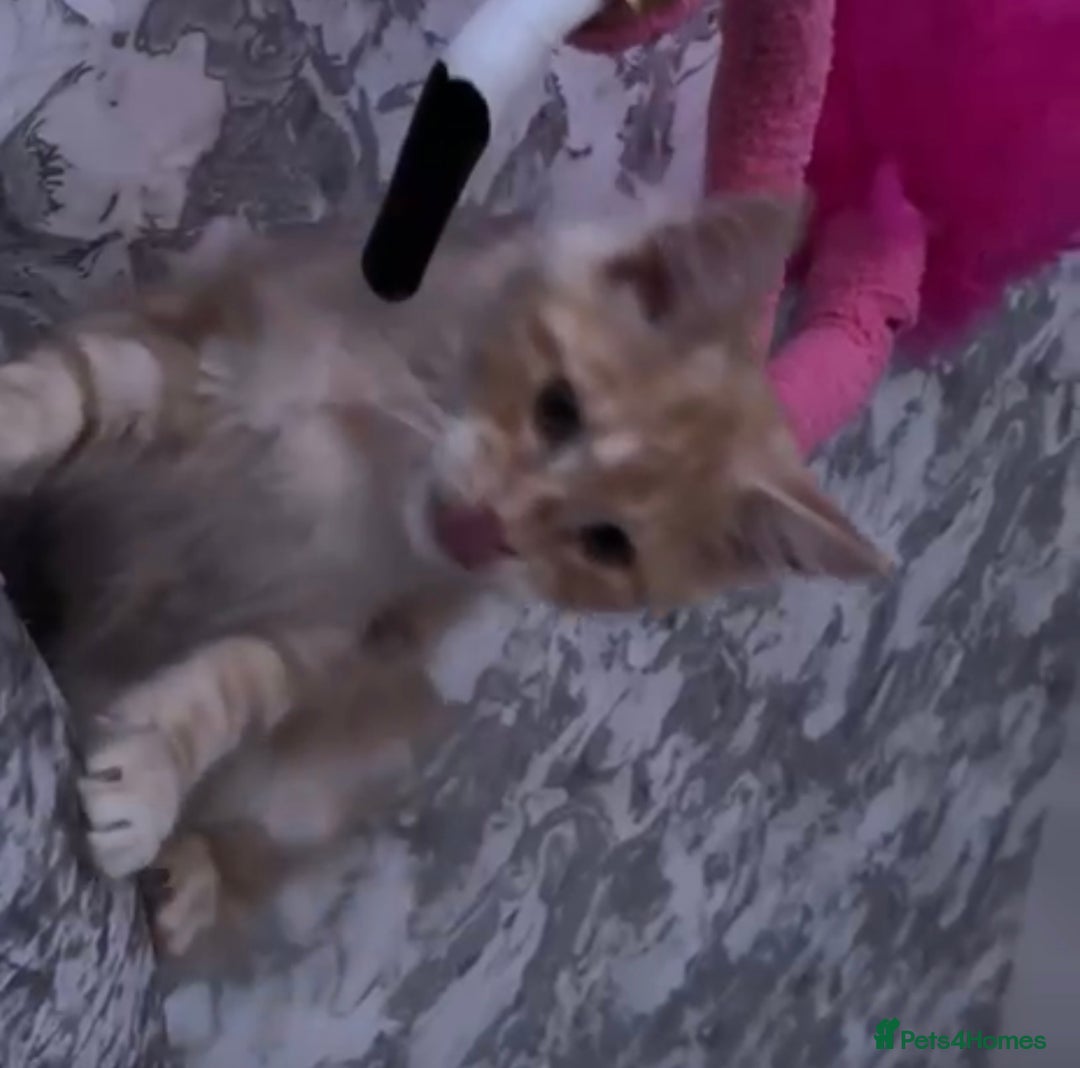 Maine Coon cats for sale: Cream smoke TICA Maine coon boy READY NOW - Advert 4