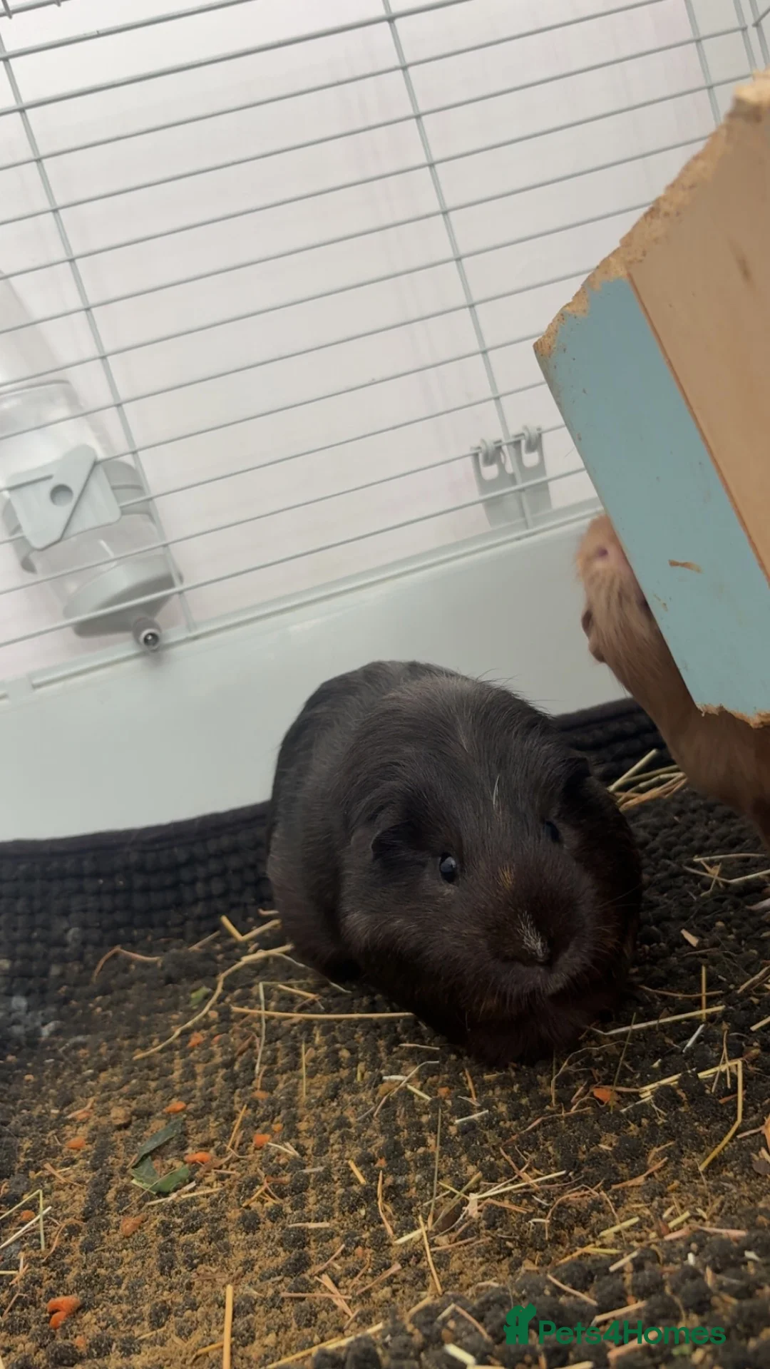 Mixed Breed rabbits for sale: 2 male guinea pigs  in Abertillery - Advert 4