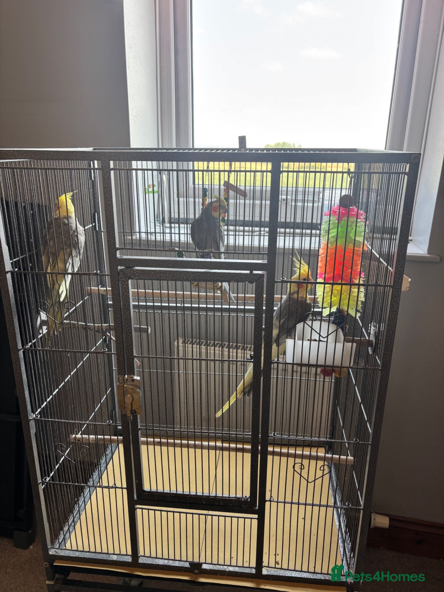 Cockatiels birds 3 mixed cockatiels 1 hand tame with 2 cages  - Advert 2