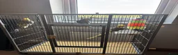 Cockatiels birds for sale: 3 mixed cockatiels 1 hand tame with 2 cages  - Advert 2