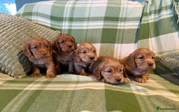 Cocker Spaniel dogs for sale: STUNNING KC COCKER SPANIELS  - Image 2