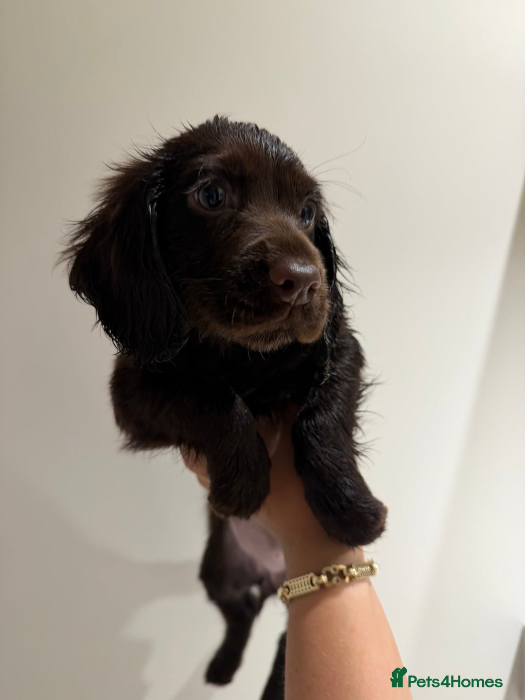 Cocker Spaniel dogs for sale: Female Cocker spaniel puppy  - Advert 2