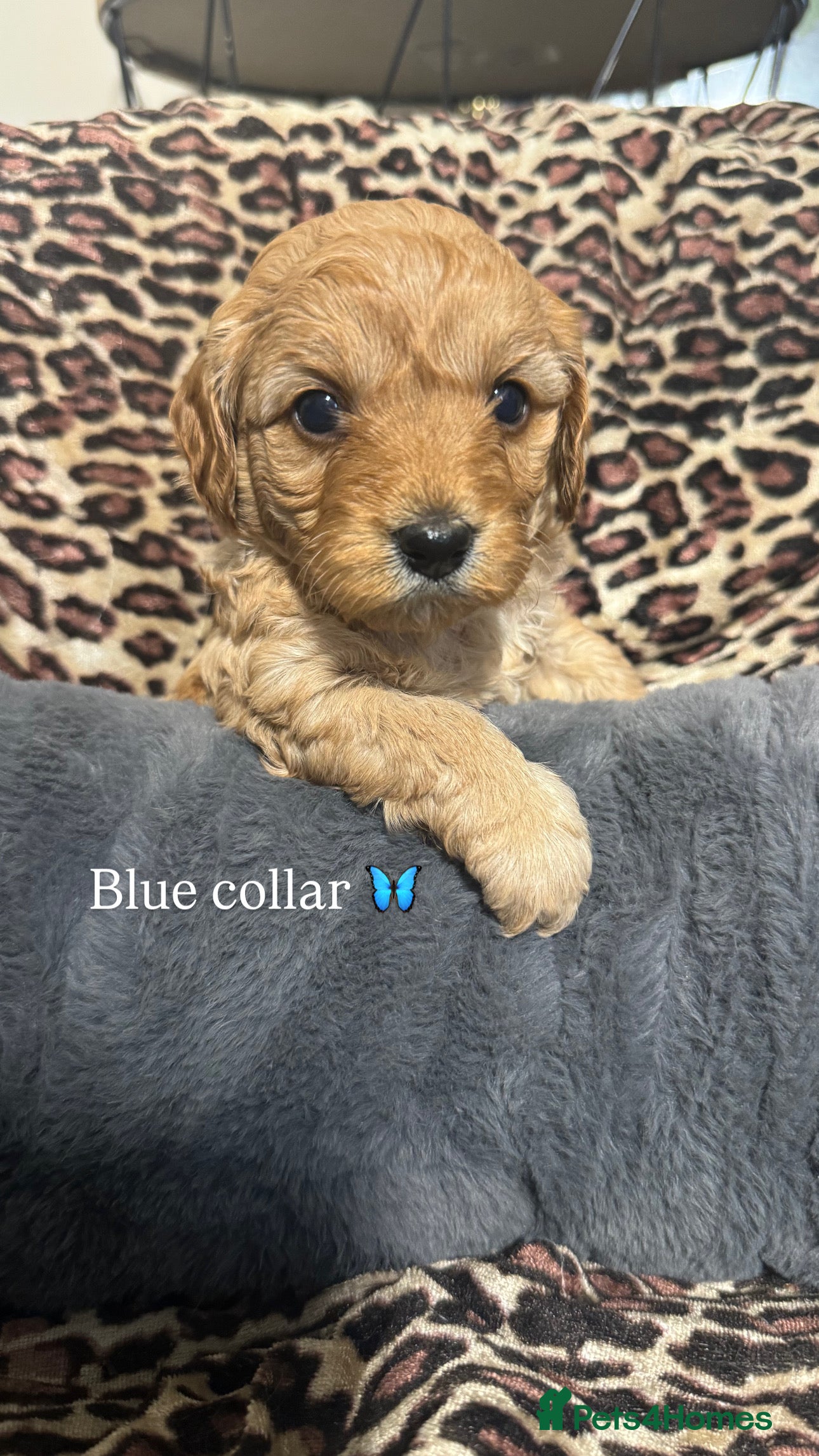 Cavapoo dogs Teddy bear F1B cavapoo - Advert 1