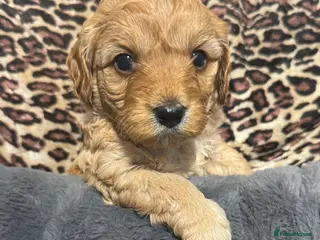 Cavapoo dogs Teddy bear F1B cavapoo - Advert 5