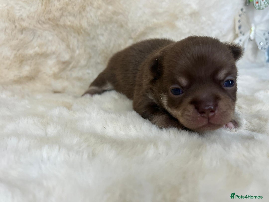 Chihuahua dogs for sale: Chihuahua 2 boys. Chocolate and black  - Image 15