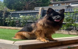 German Shepherd dogs for stud: BIG BONDED LONG HAIRED GERMAN SHEPHERD STUD - Image 4