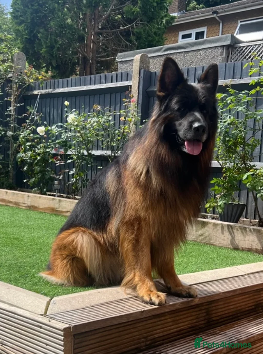 German Shepherd dogs for stud: BIG BONDED LONG HAIRED GERMAN SHEPHERD STUD - Advert 7