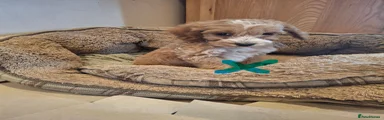 Cockapoo 1