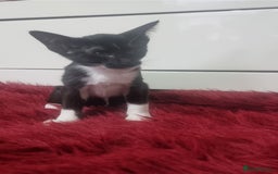 Oriental cats for sale: Oriental kittens - Advert 5