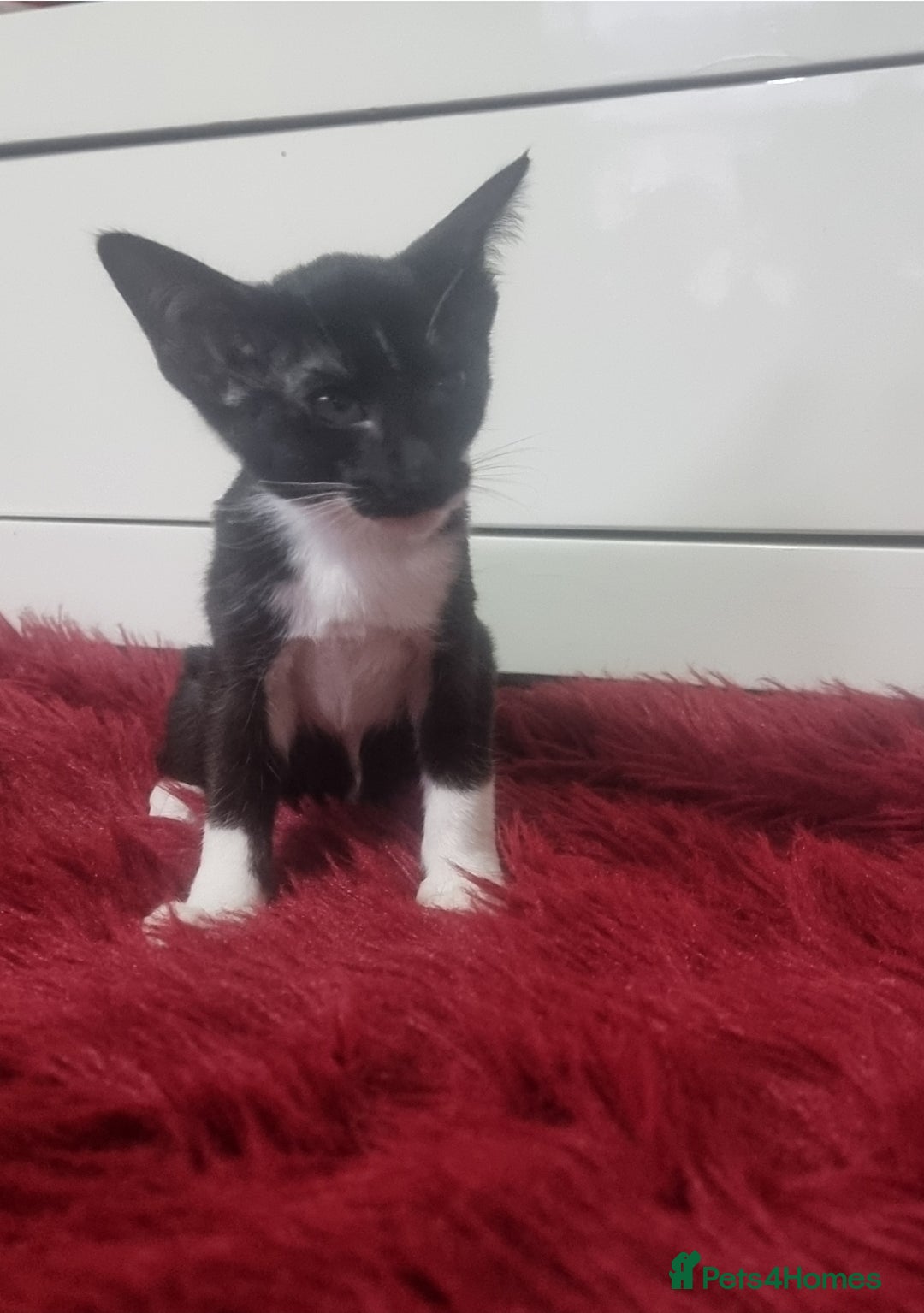 Oriental cats for sale: Oriental kittens - Advert 5