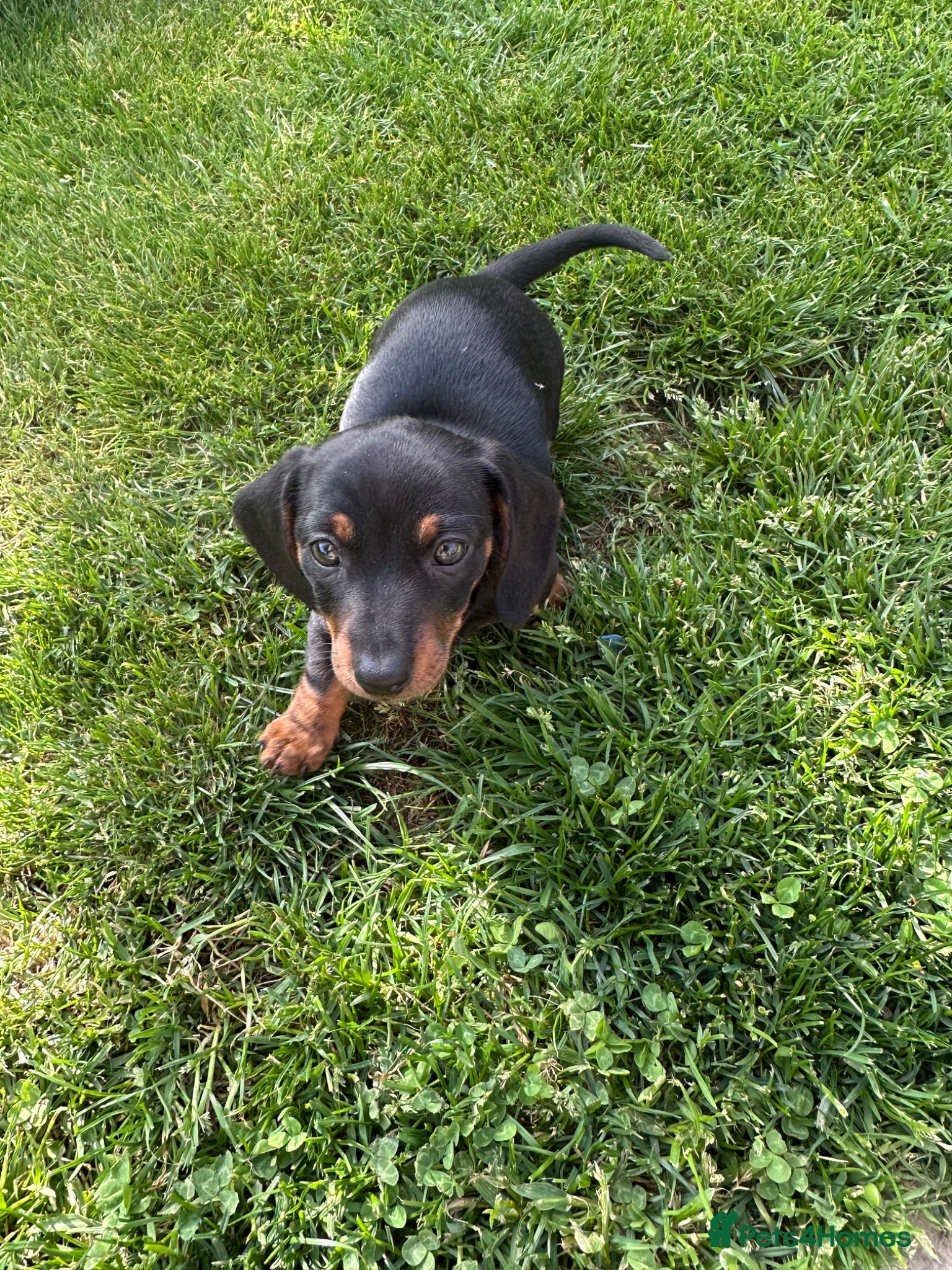 Dachshund dogs Miniature dachshund puppies for sale - Advert 3