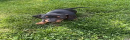Dachshund dogs for sale: Miniature dachshund puppies for sale - Advert 4