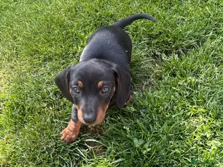 Dachshund dogs Miniature dachshund puppies for sale - Advert 3
