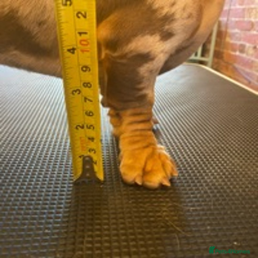 Dachshund dogs for stud: Minature Choc Cream & Tan Dapple (Blue & Pied) in Doncaster - Image 4