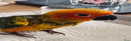 Conures birds for sale: 1 left to reserve hand rearing 3 sun conures - Advert 4