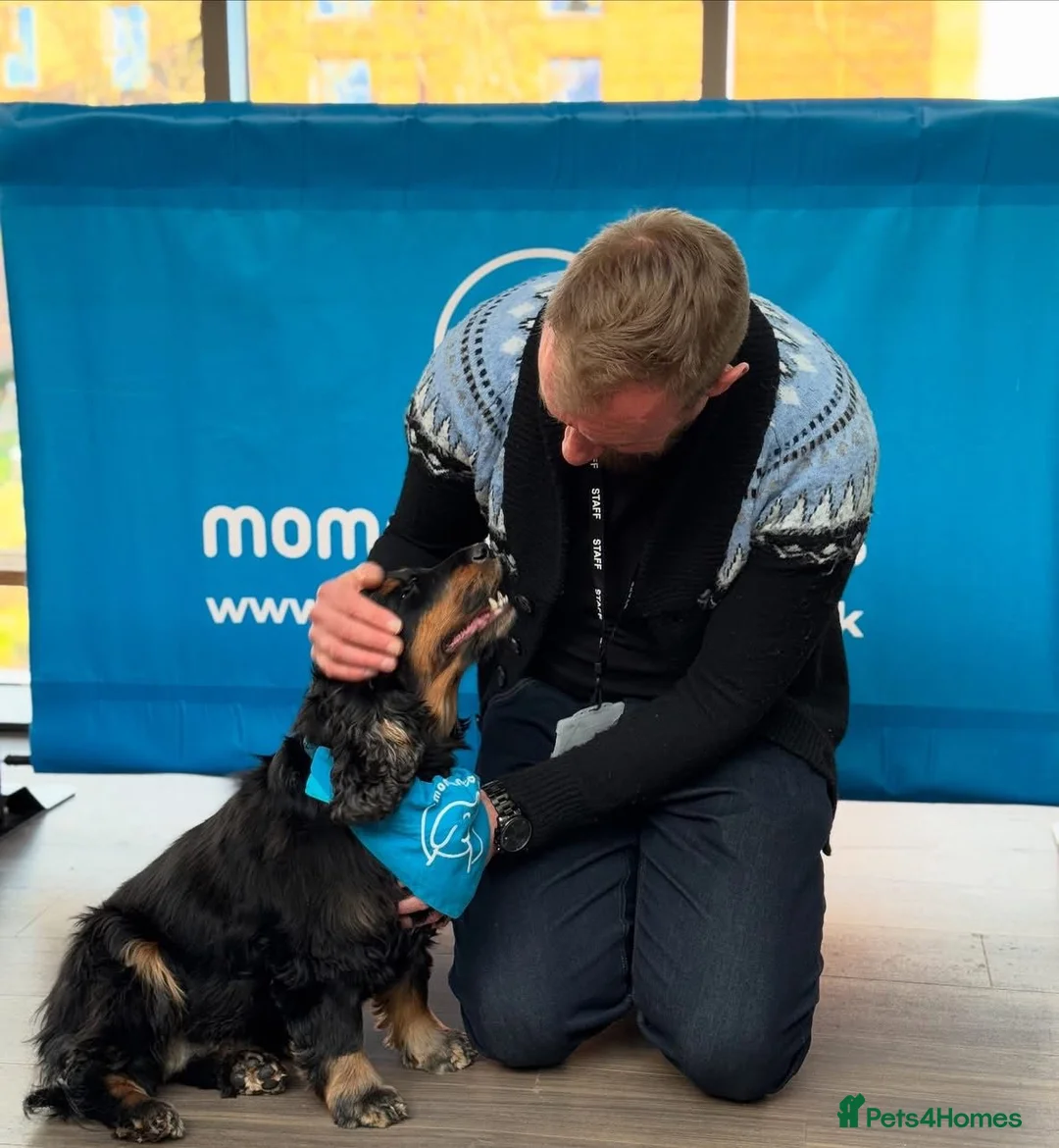 Cocker Spaniel dogs for sale: Pedigree Show Cocker Spaniels (Therapy Dog) - Advert 2