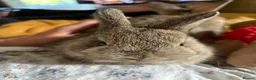 Mini Lop rabbits for sale: Mini lops-raised indoors-vaccinated  - Advert 6