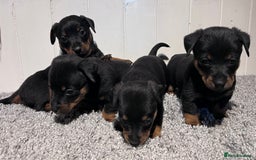 Lancashire Heeler dogs for sale: Lancashire Heelers - Image 2