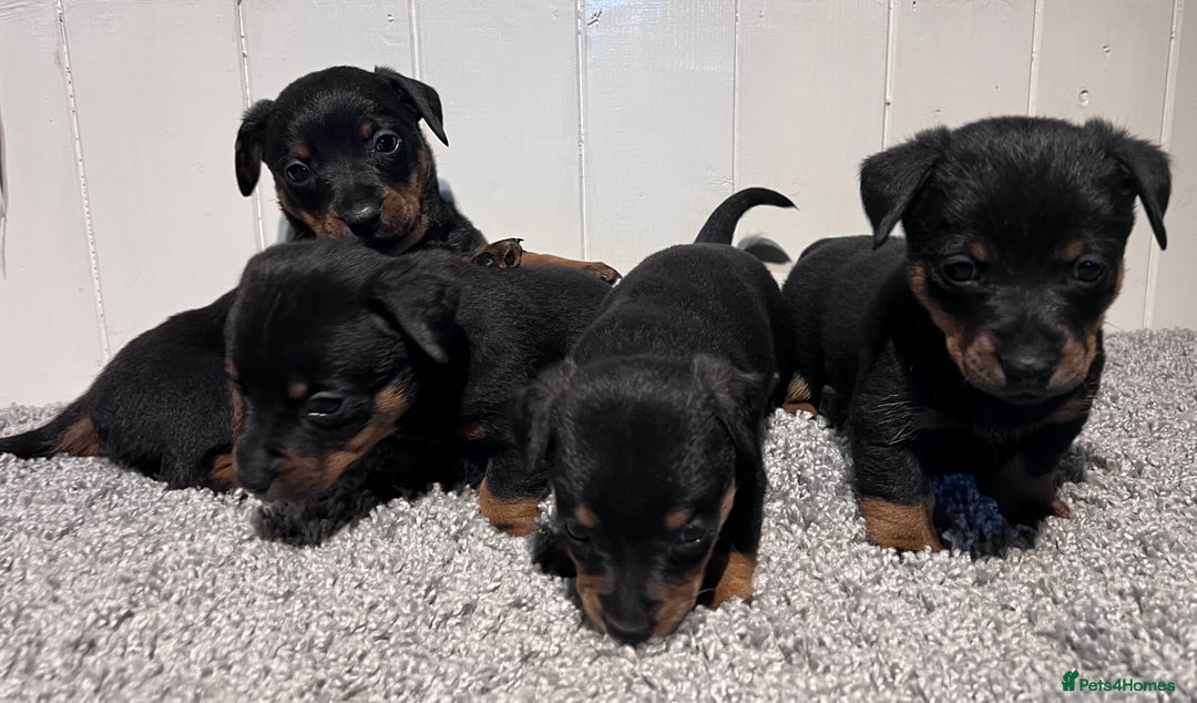 Lancashire Heeler dogs for sale: Lancashire Heelers - Image 2