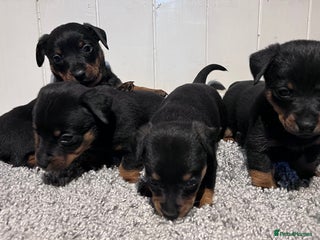 Lancashire Heeler dogs - Advert 32