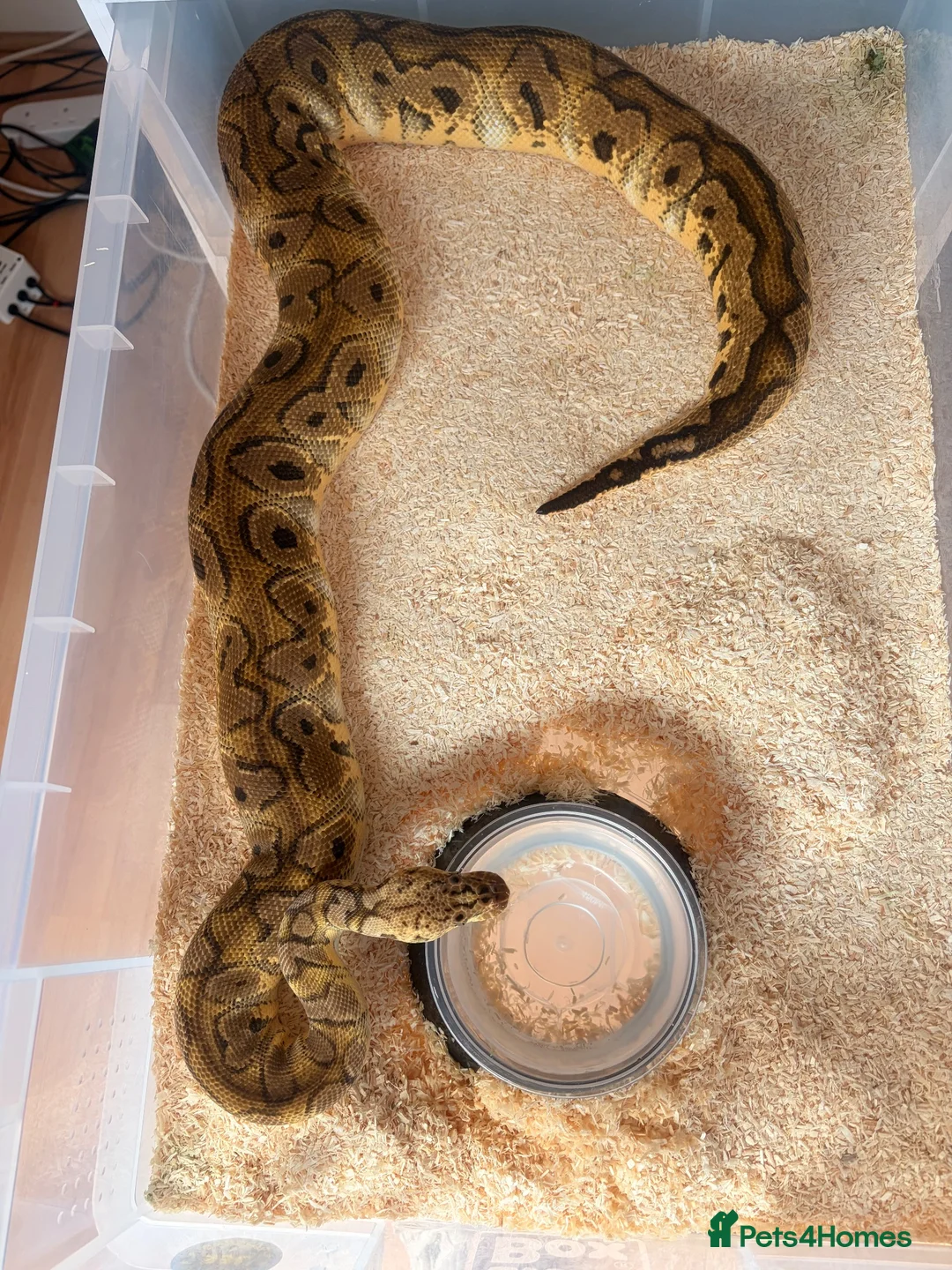 Snake reptiles for sale: Beautiful female royal python for sale  - Advert 2