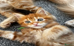 Maine Coon cats for sale: Ginger Polydactyl Main Coon kittens available - Image 20