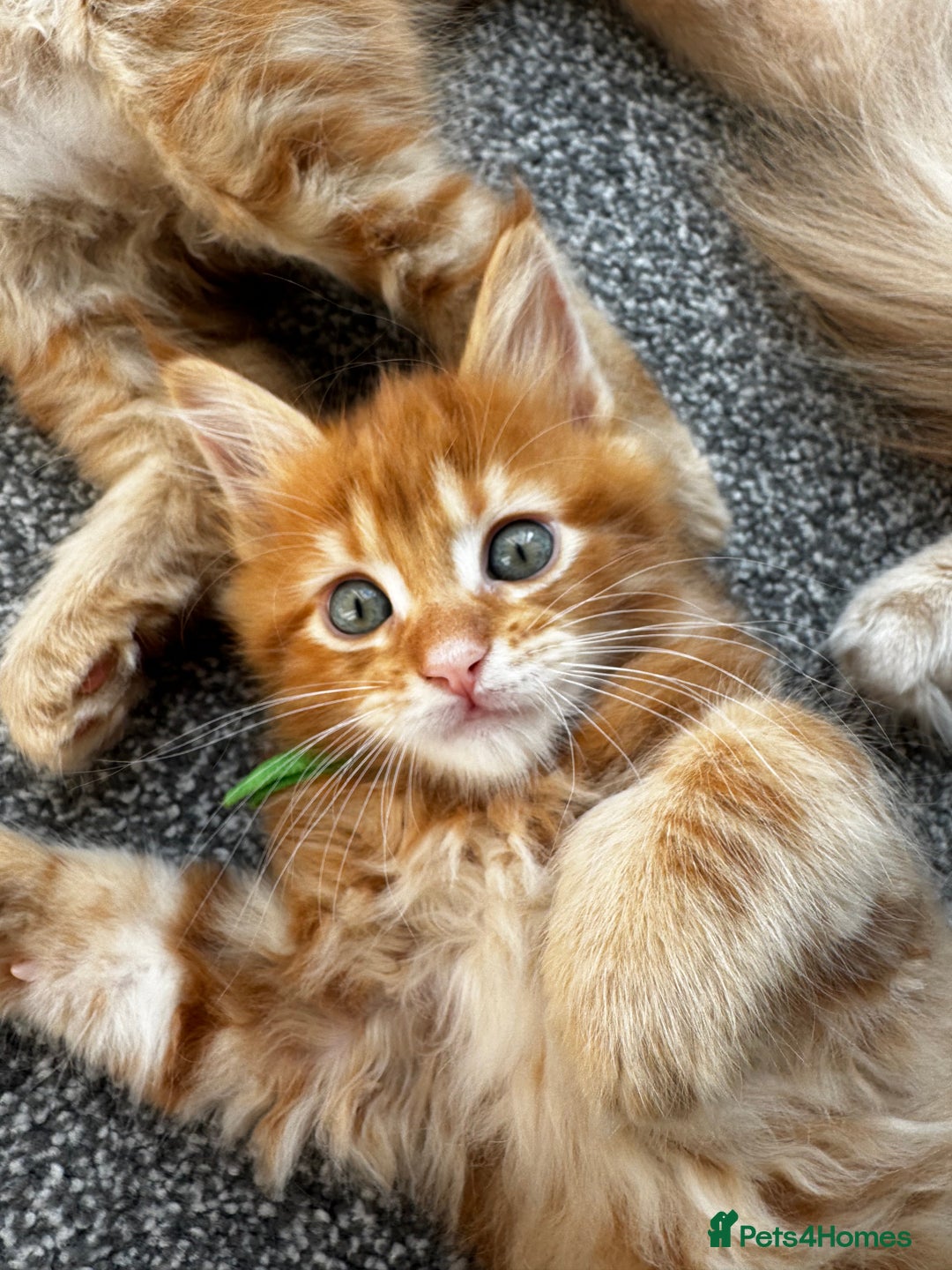 Maine Coon cats for sale: Ginger Polydactyl Main Coon kittens available - Image 20