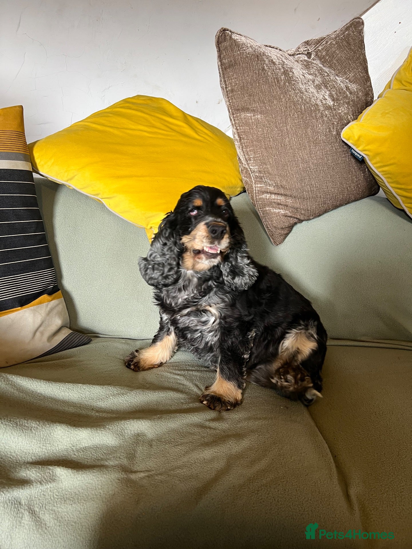 Cocker Spaniel dogs 2 Show Type Cocker Spaniels female - Advert 3