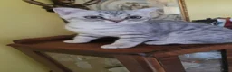 Scottish Fold cats for sale: Scottish fold/straight snow leopards  - Advert 3