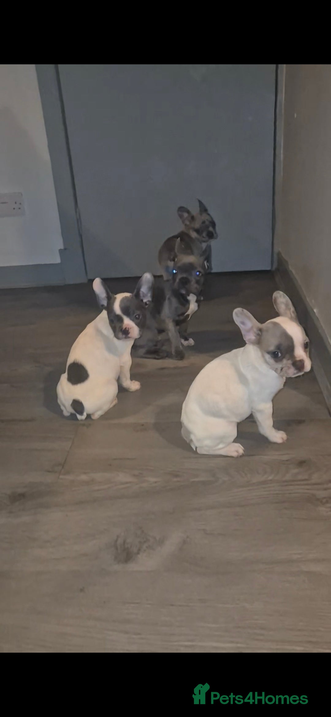 French Bulldog dogs Last 4 French bulldogs reduced  - Advert 2