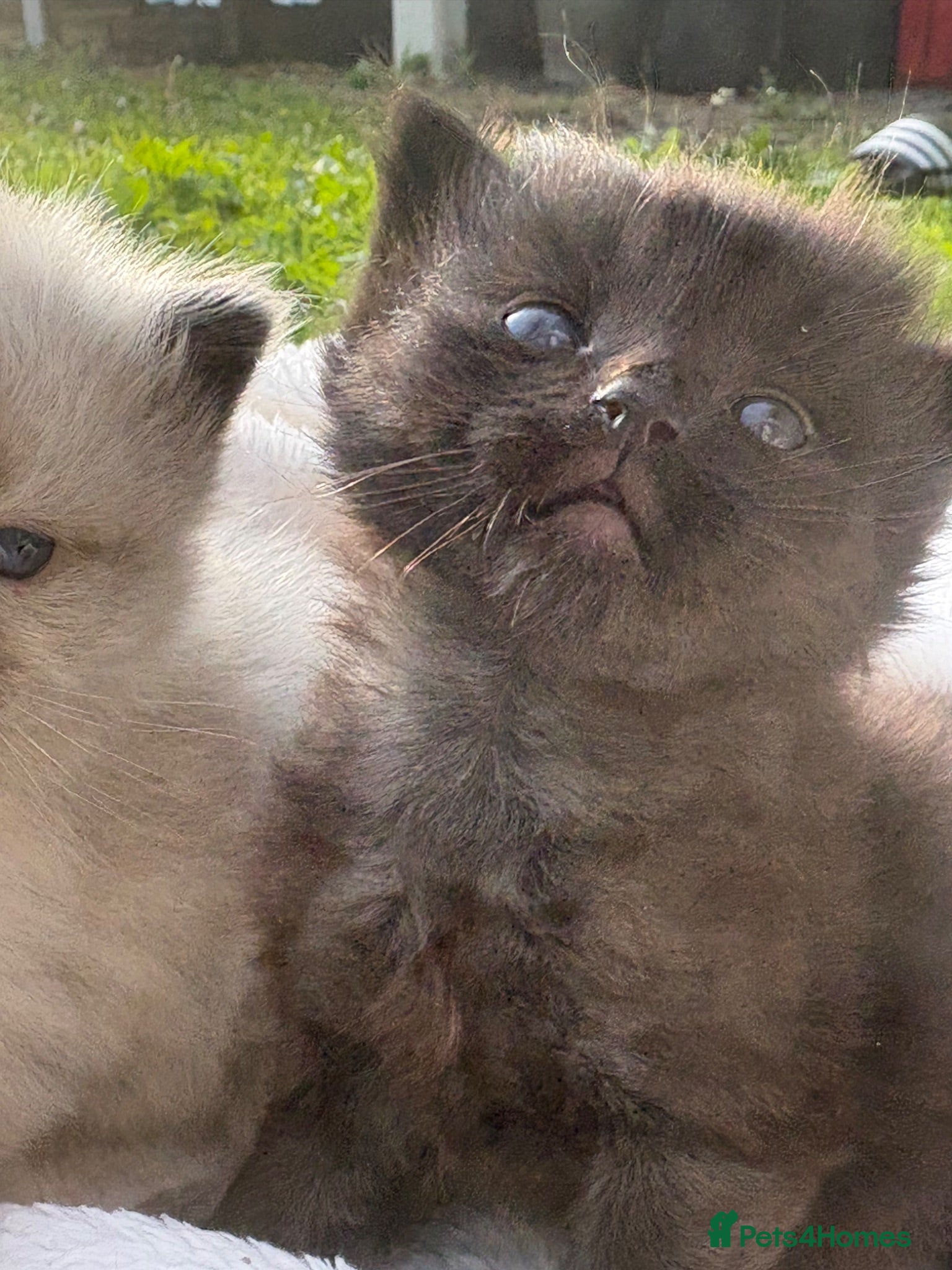 Ragdoll cats Scratch pads needed - Advert 2