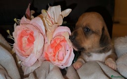 Mixed Breed dogs for sale: 💛Dorgi Puppies🤎 - Image 3