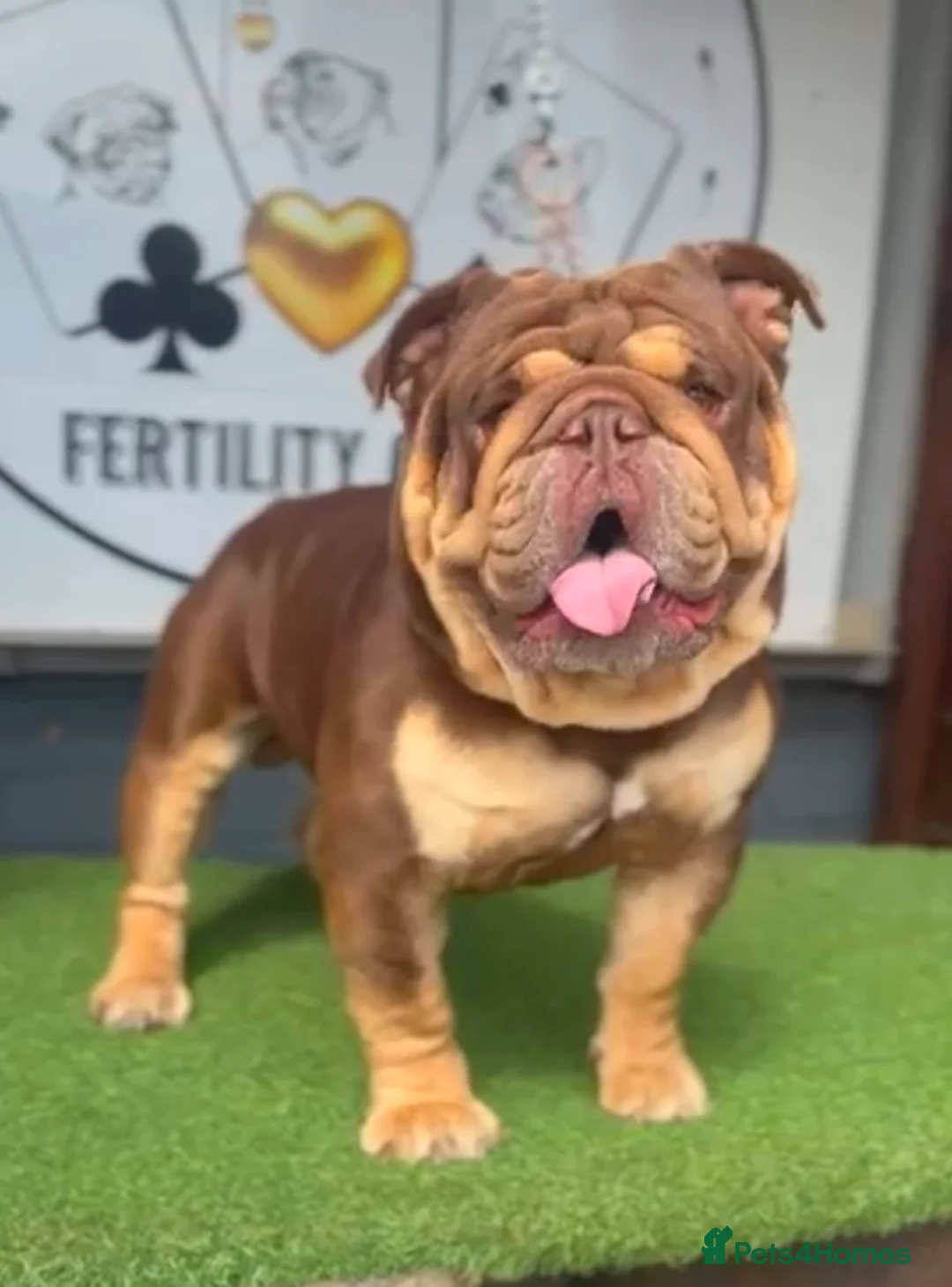 English Bulldog dogs for stud: 🍫🍫 CHOCOLATE & TAN BOY 🍫🍫 in Southend-on-Sea - Advert 6