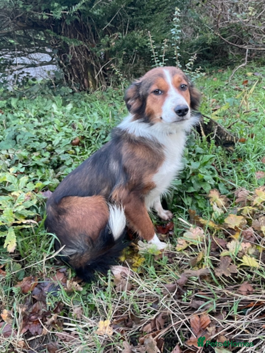 Mixed Breed dogs for sale: Welsh Sheepdog Cross Puppies - Advert 2