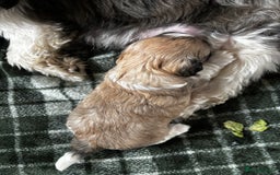 Lhasa Apso dogs for sale: 6 beautiful Lhasa Apso puppies - Image 10