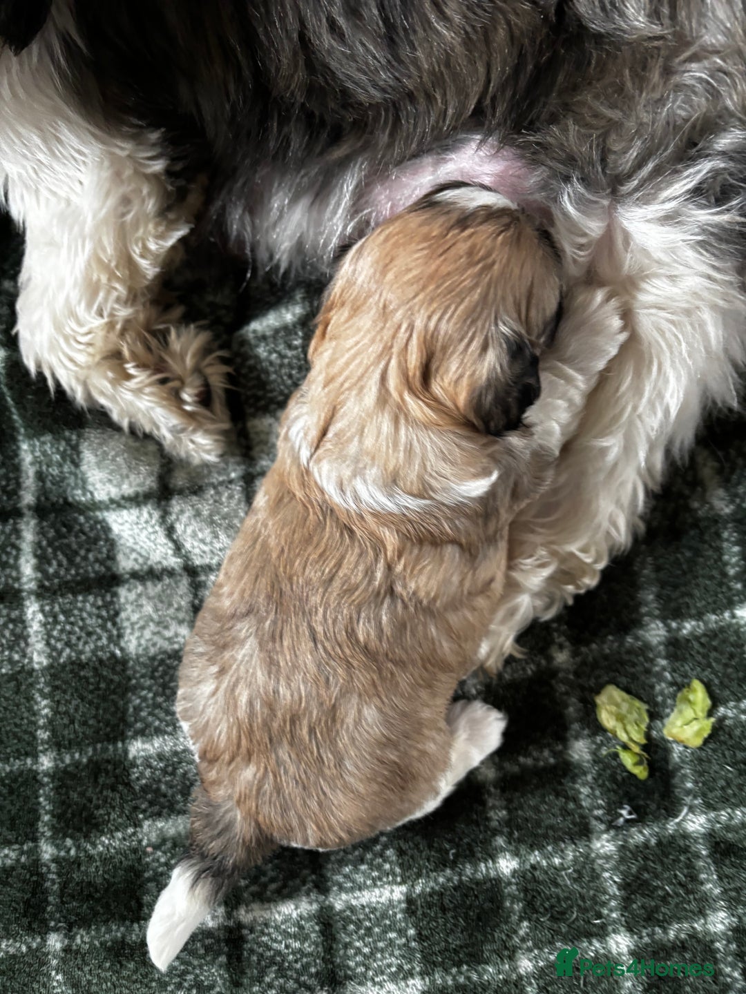 Lhasa Apso dogs for sale: 6 beautiful Lhasa Apso puppies - Image 10