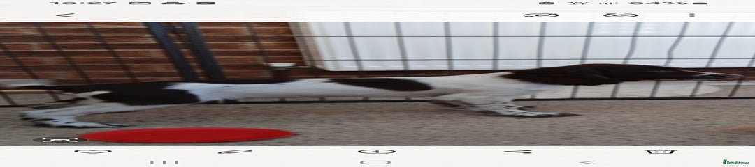 Cocker Spaniel Puppy 1