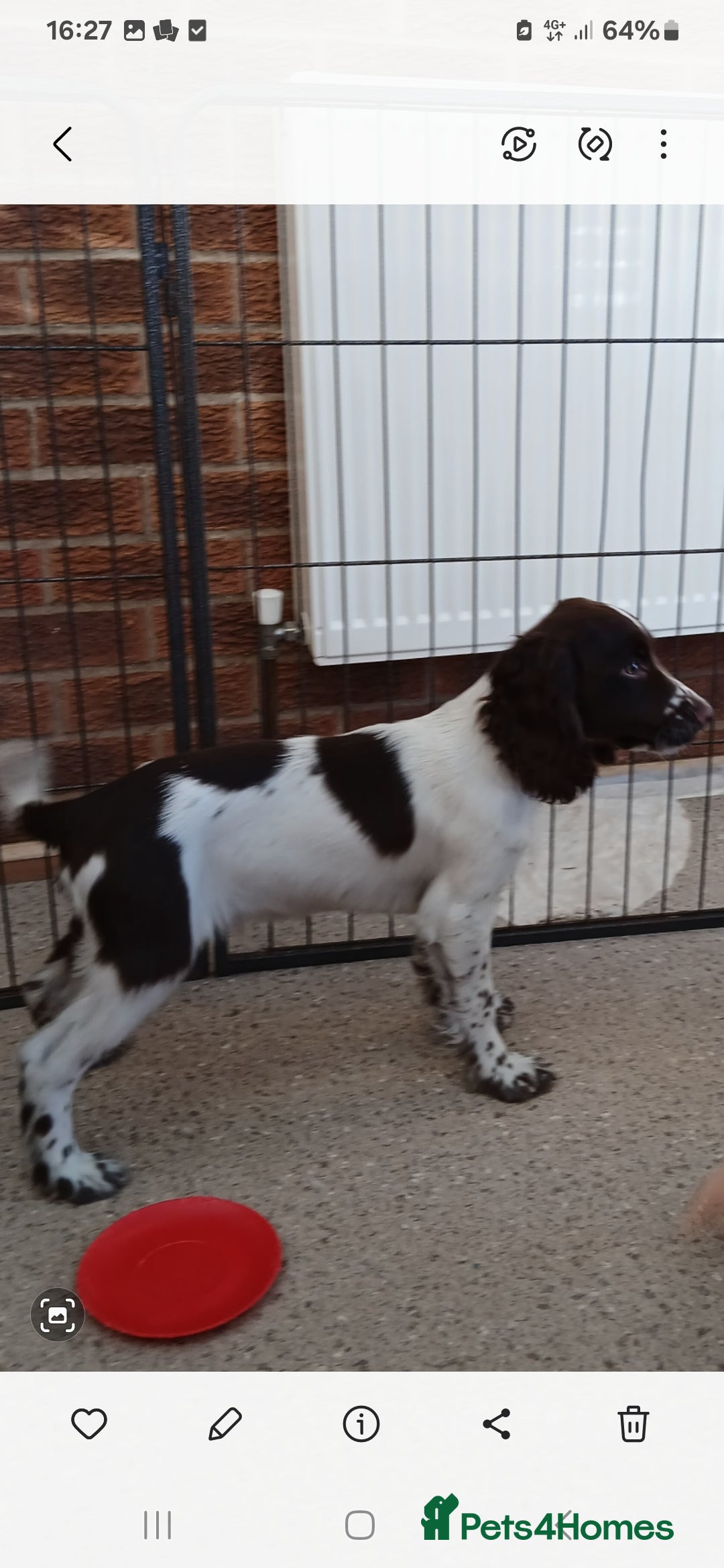 Cocker Spaniel dogs for sale: ‼️new updated photos‼️Stunning cocker spaniel Pups - Image 16