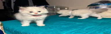Ragdoll 1