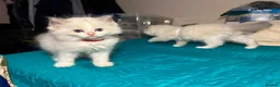 Ragdoll cats for sale: 6 beautiful ragdoll male kittens - Advert 8