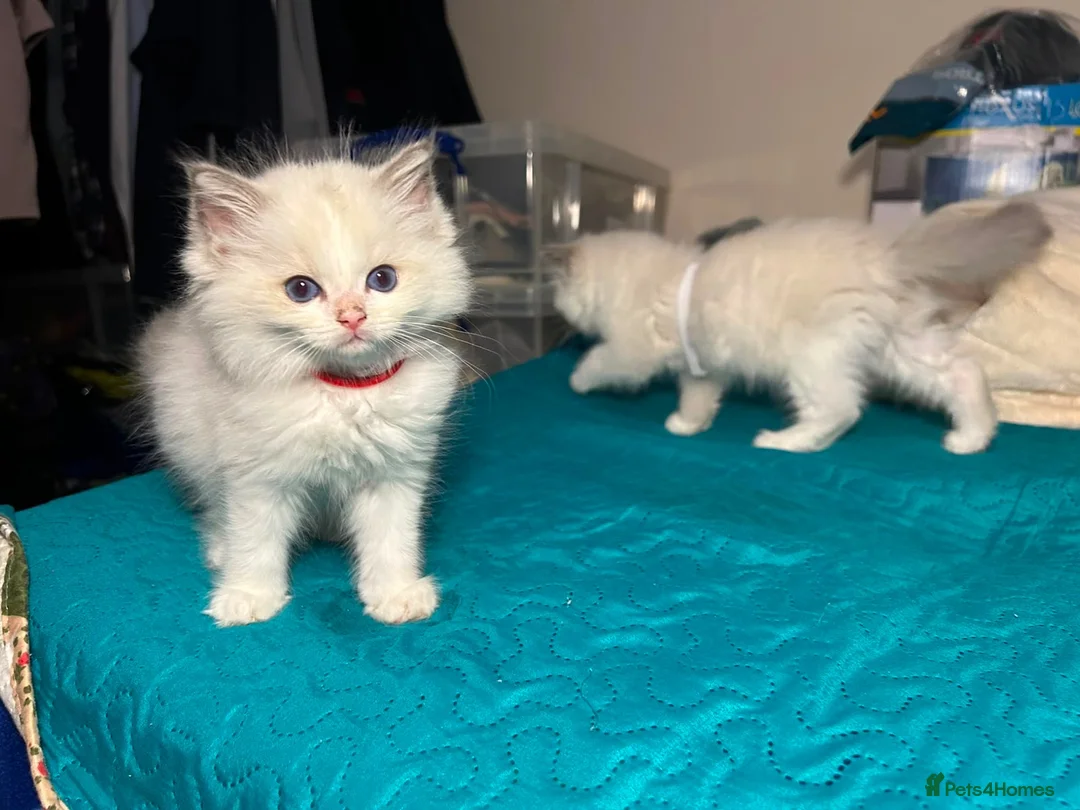 Ragdoll cats for sale: 6 beautiful ragdoll male kittens - Advert 8