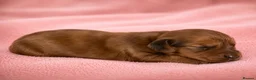 Mixed Breed dogs for sale: Cavapoo x Cocker pups Merle, chocolate, tri, tan - Advert 11