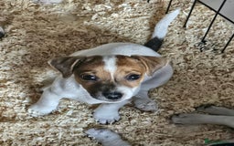 Jack Russell dogs for sale: Stunning Jack Russell ( smooth coat ) - Image 17