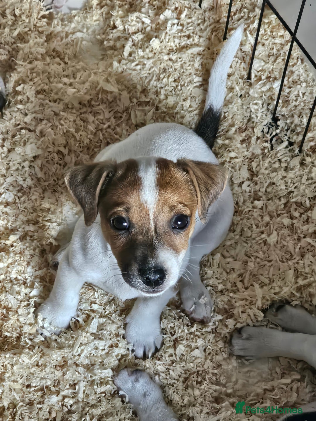 Jack Russell dogs for sale: Stunning Jack Russell ( smooth coat ) - Image 17