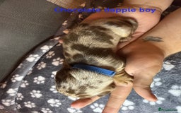 Miniature Dachshund dogs for sale: 7 beautiful miniature dachshund puppies for sale - Image 11