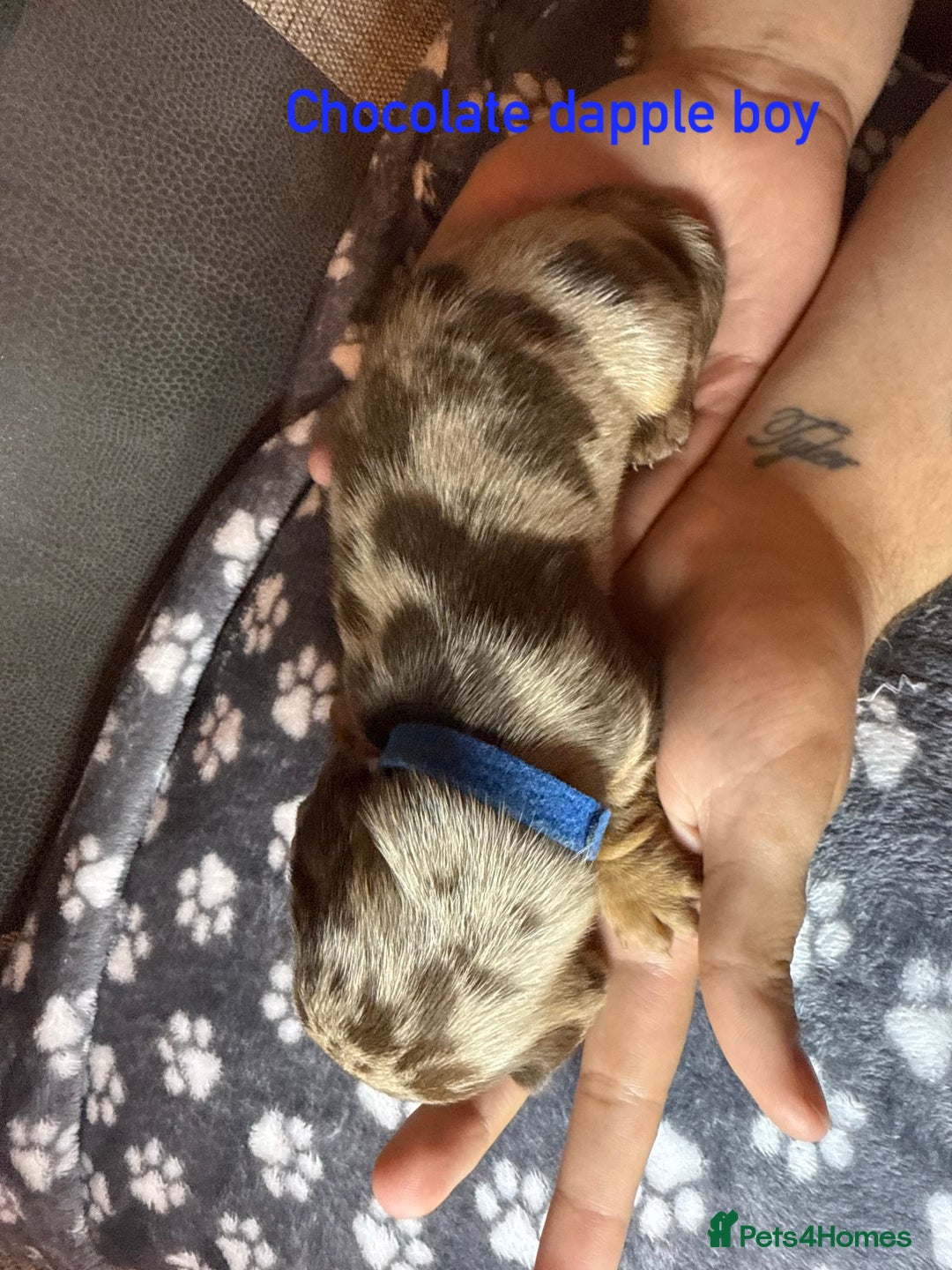 Miniature Dachshund dogs for sale: 7 beautiful miniature dachshund puppies for sale - Image 11