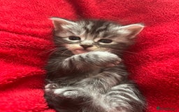 Maine Coon cats for sale: Maine coone kittens  - Image 14