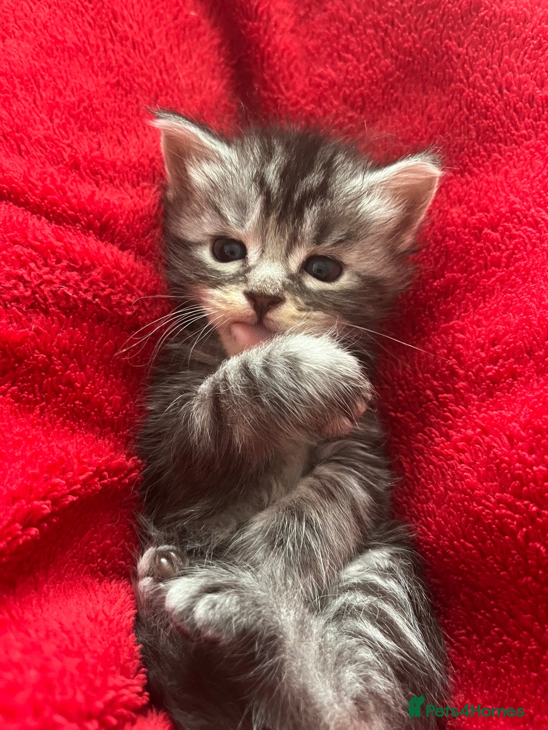 Maine Coon cats for sale: Maine coone kittens  - Image 14