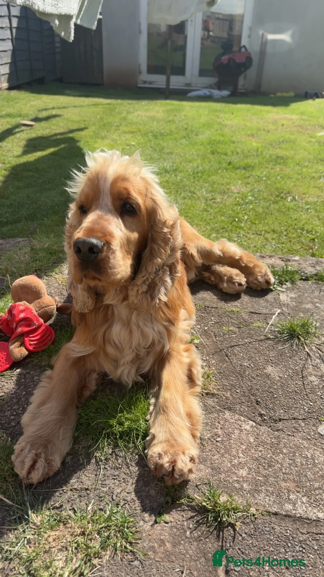 Cocker Spaniel dogs for sale: 2 year old full kc reg show cocker spaniel  in Barrow-in-Furness - Advert 7